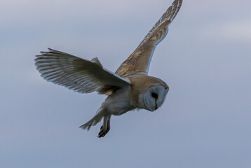 Barn owl in flight. British wild bird at dusk on the Marlborough Downs.