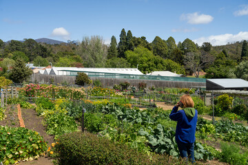 holistic vegetable garden growing in springtime