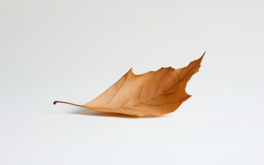 Dried Brown Leaf on White Background