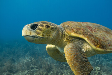 Massive loggerhead turtle swimming