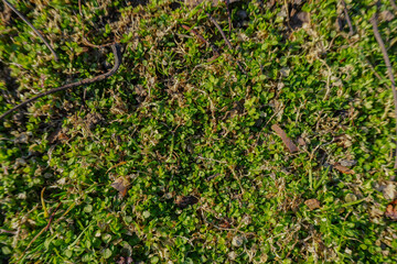 background with vegetation