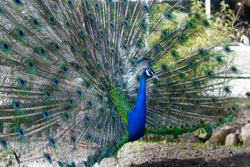 Peacock displaying its striking blue and green feathers in full splendor
