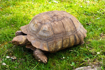 Large brown tortoise on the grass
