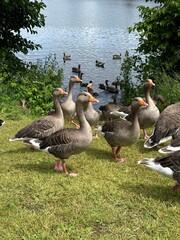canada goose on the lake