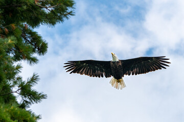 Obraz premium American Bald Eagle soaring above showing off its full wingspan on a sunny summers day.