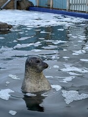 seal in the water