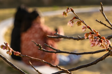 公園で膨らむ花の蕾20250307-1