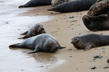 sea lion on the beach