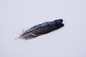 Small bluejay feather on a white background.