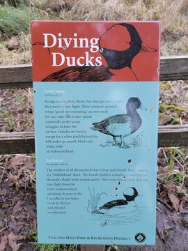 Tualatin Hills Nature Park, Beaverton, OR, USA - March 5, 2025 - An educational sign describes diving ducks like Lesser Scaup and Bufflehead, explaining their habitat and behavior