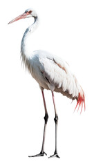Elegant White Bird Standing Gracefully on Long Legs with Red Tips, Isolated on Transparent Background