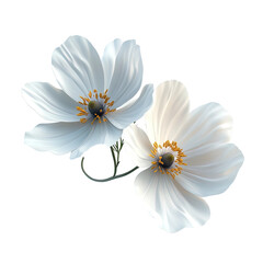 Obraz premium Two white flowers are shown in a close up on transparent background
