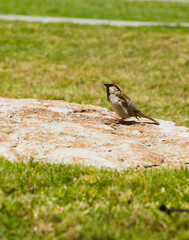 Nature's Detail: A Sparrow Preening in a Natural Setting