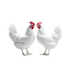 Fototapeta premium Two white chickens standing next to each other with their heads together on transparent background