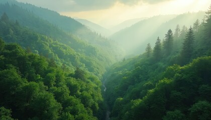 Obraz premium Calm green mountain forest aerial view. Summer woodland landscape with mountain range background in fog. Rich trees in valley hills, eco tourism and sustainable environment.