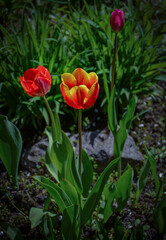 Multicolored tulips illuminated by the sun, blooming in the garden.