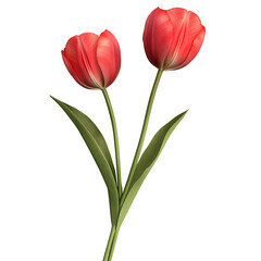 Naklejka premium Two red tulips with green stems on transparent background