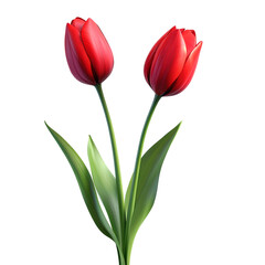Two red tulips with green leaves are standing next to each other on transparent background