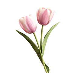 Naklejka premium Two pink tulips with green stems are standing upright on transparent background
