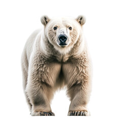 Fototapeta premium Polar bear stands on transparent background