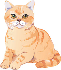  Water color Scottish fold animal vector art.