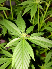 Cannabis plants growing with aphid or pest problems,Cannabis leaf deformity,