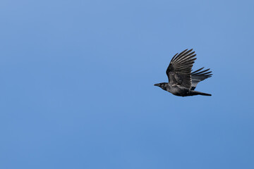 Raven in flight against a blue sky.
