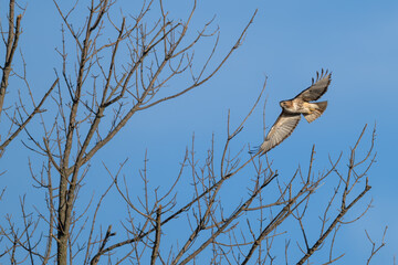 Red-tailed hawk landing in a bare tree.