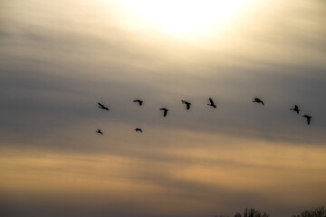 Canada geese in silhouette fly past a cloudy sunset.