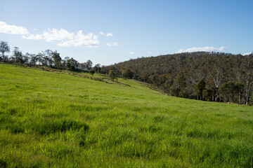 Naklejka premium farming meadow landscape on a farm in australia