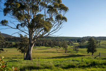farming meadow landscape on a farm in australia