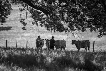 people meeting cows in a meadow in australia