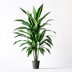 Fototapeta premium Lush Green Indoor Plant