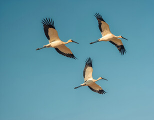Fototapeta premium Three African Sacred Ibises fly in blue sky in Bahrain. Beautiful winged birds with black feathers soar gracefully through air with outstretched wings. Birds represent freedom in wild animal kingdom.