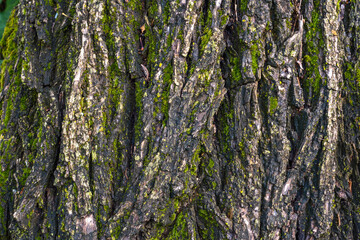 Close-up of tree bark covered in green moss, showing rough texture. Natural background