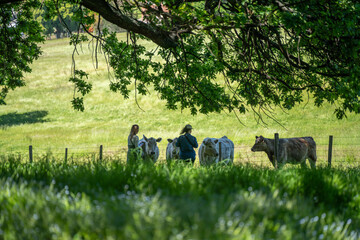 people meeting cows in a meadow in australia