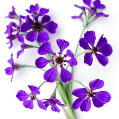 violet flowers on white background