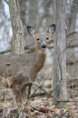 Deers