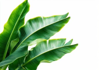 Lush Green Tropical Leaves
