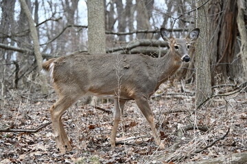 Deers