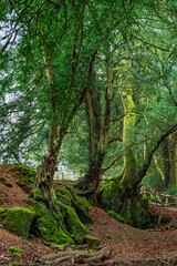Fototapeta premium Puzzlewood ancient woodland forest near Coleford in the Royal Forest of Dean, Gloucestershire, England, United Kingdom