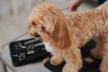 Cute dog on table in grooming salon, closeup