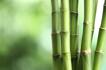 Decorative bamboo stems on blurred green background, closeup. Space for text
