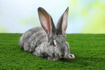 Fluffy grey rabbit on green grass outdoors