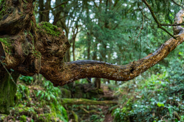 Elephant Shaped Tree Branch in Puzzlewood ancient woodland forest near Coleford in the Royal Forest of Dean, Gloucestershire, England, United Kingdom