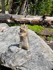 Chipmunk in the woods