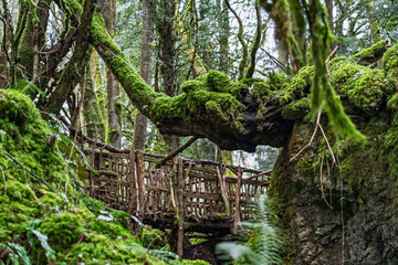 Wooden Bridge and Elephant Shaped Tree Branch Covered in Moss in Puzzlewood ancient woodland forest...