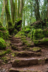 Steps in Puzzlewood ancient woodland forest near Coleford in the Royal Forest of Dean, Gloucestershire, England, United Kingdom