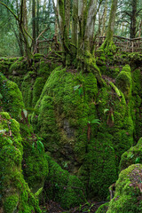 Obraz premium Mossy Rocks in Puzzlewood ancient woodland forest near Coleford in the Royal Forest of Dean, Gloucestershire, England, United Kingdom