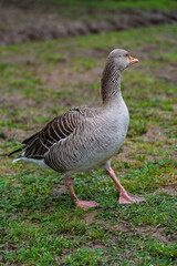 Canada Goose in Mallards Pike Lake in the Royal Forest of Dean, Gloucestershire, England, United Kingdom